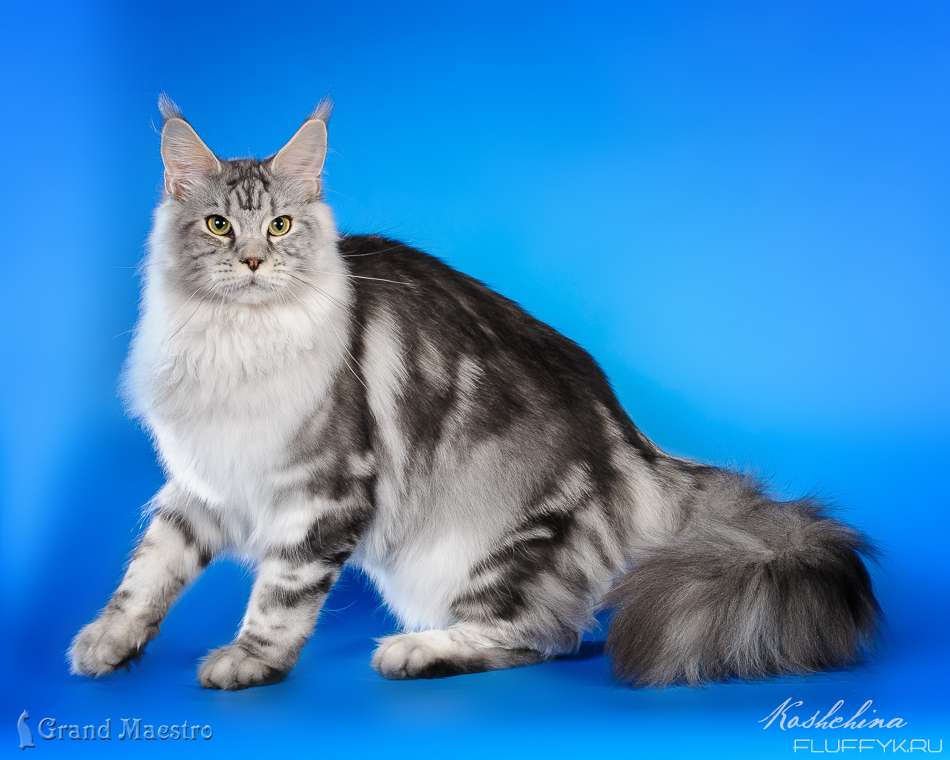 Котята мейн-кун от серебряного кота