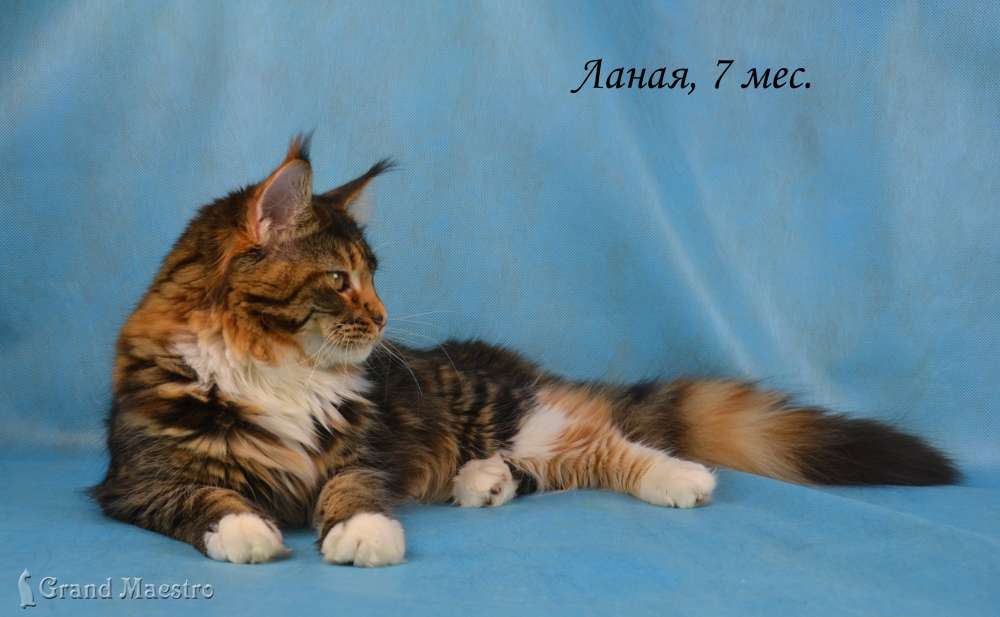 Ланая, 7 мес.