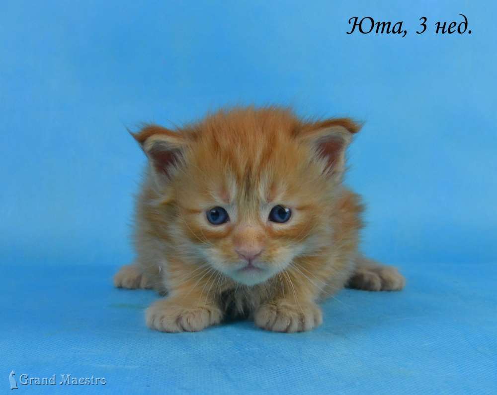 Юта, 3 нед.