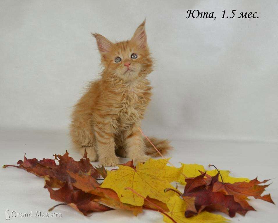 Юта, 1.5 мес.