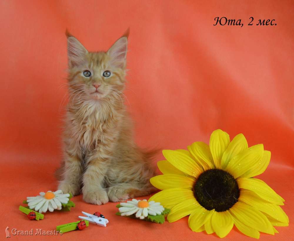 Юта, 2 мес.