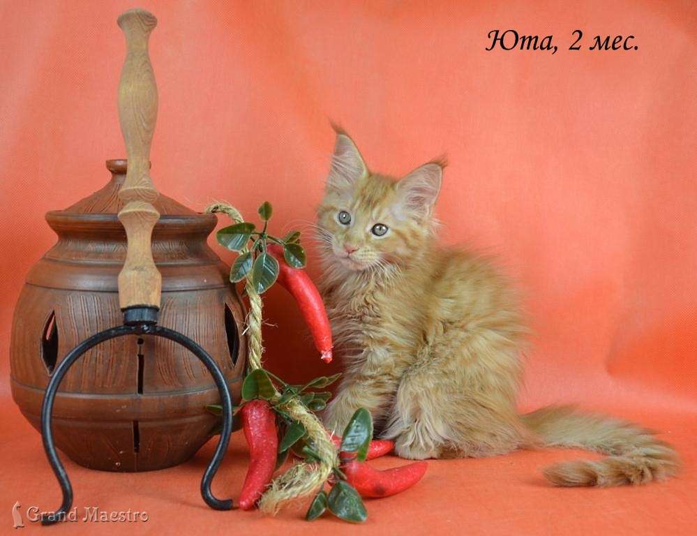 Юта, 2 мес.