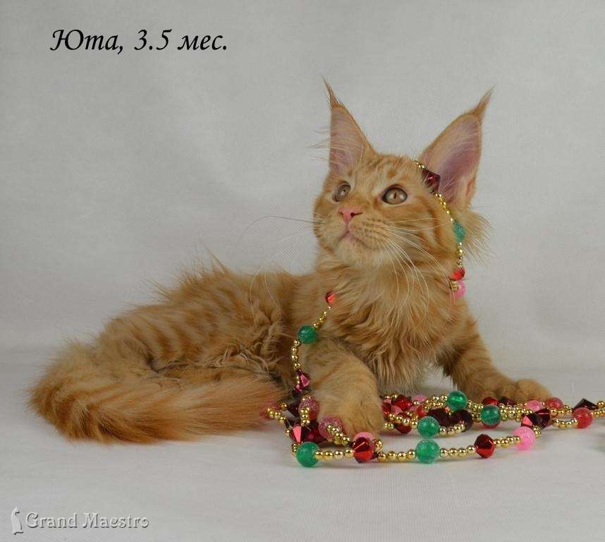 Юта, 3.5 мес.