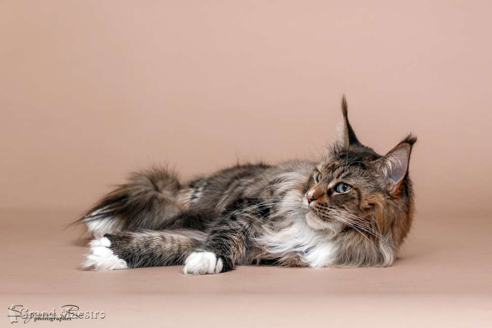  Ланая, 5 лет