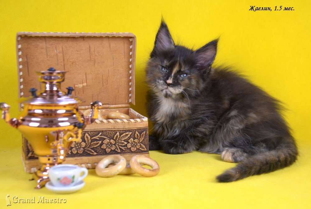 Майра, 1.5 мес.