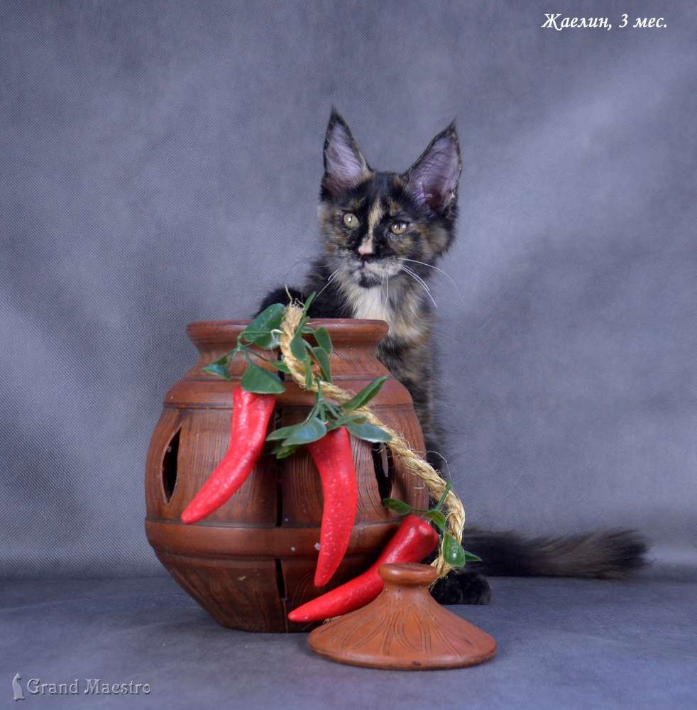 Майра, 3 мес.