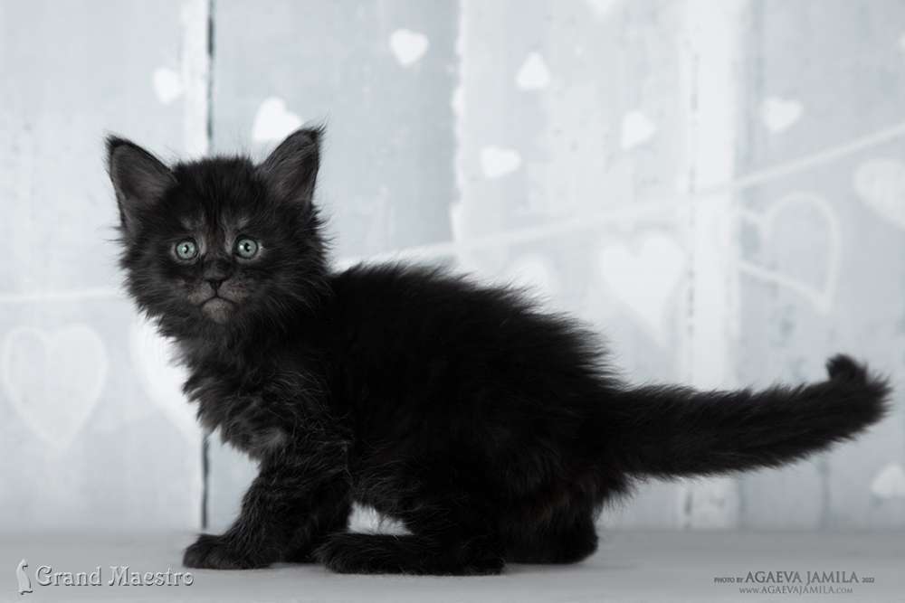 Стелла, 1 мес.