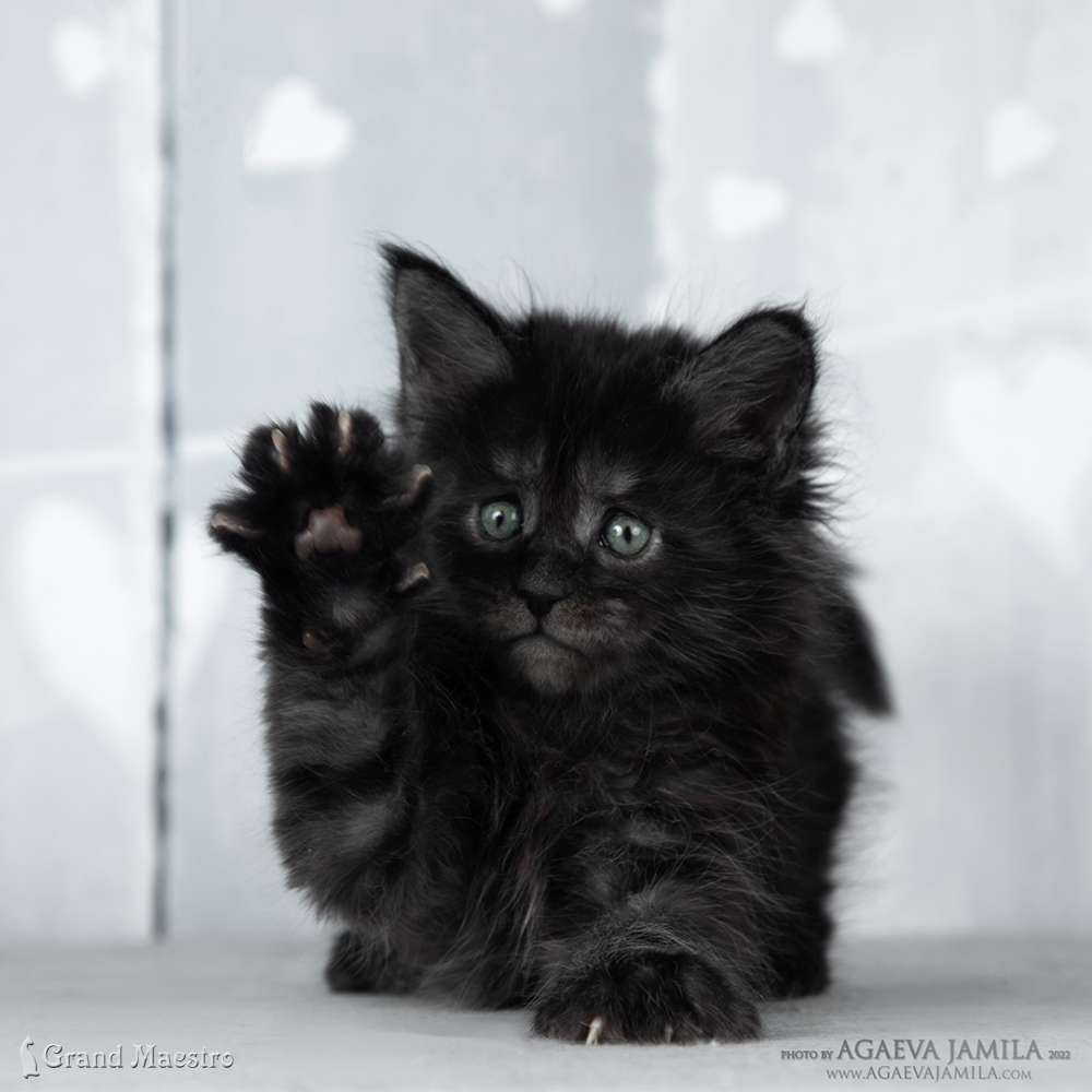 Стелла, 1 мес.