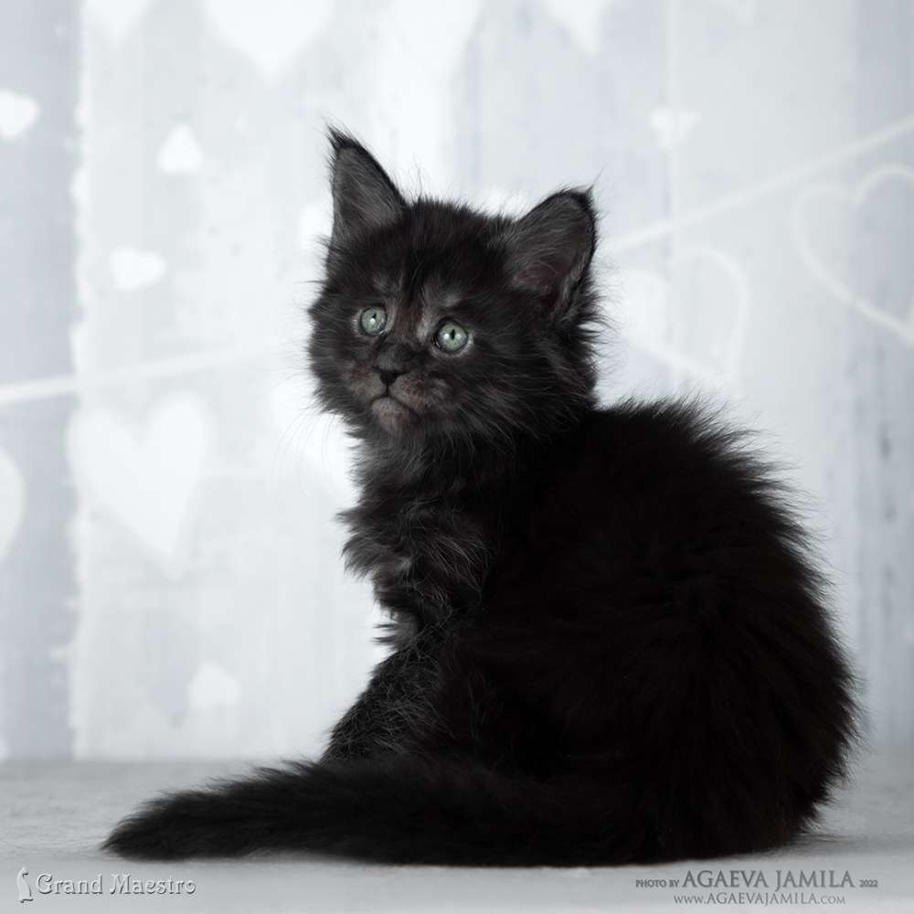 Стелла, 1 мес.