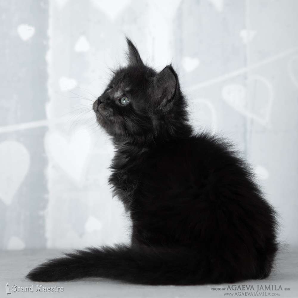 Стелла, 1 мес.
