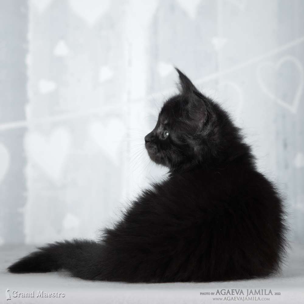 Стелла, 1 мес.