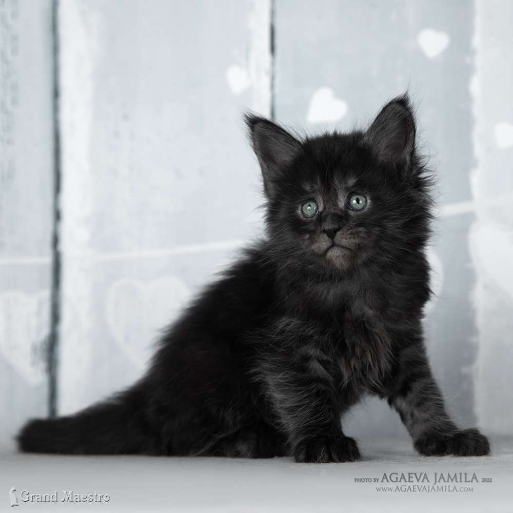 Стелла, 1 мес.
