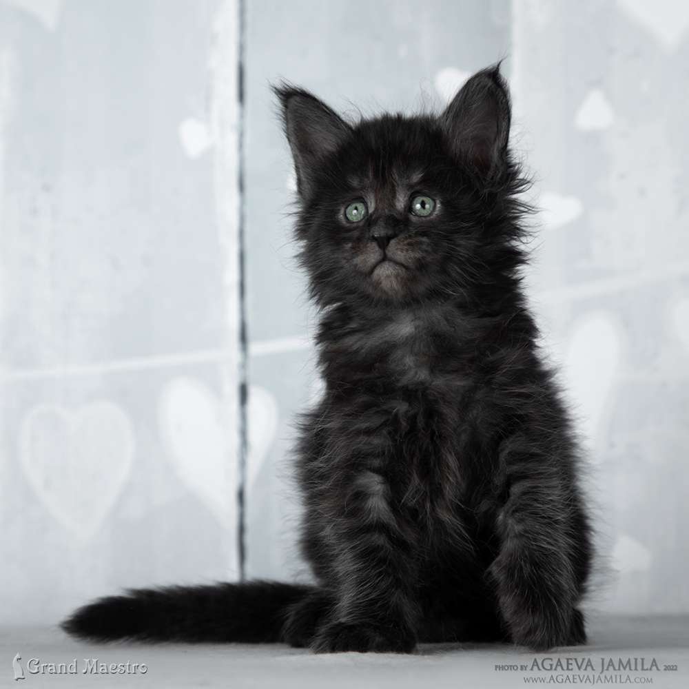 Стелла, 1 мес.