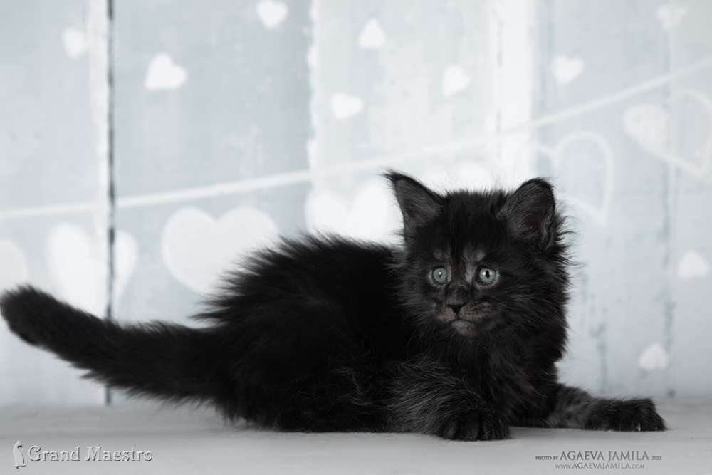 Стелла, 1 мес.
