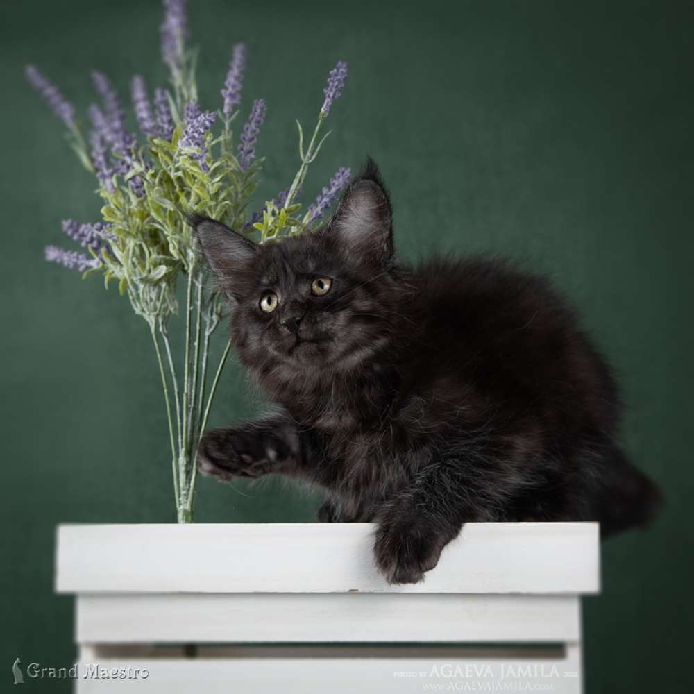 Стелла, 2 мес.