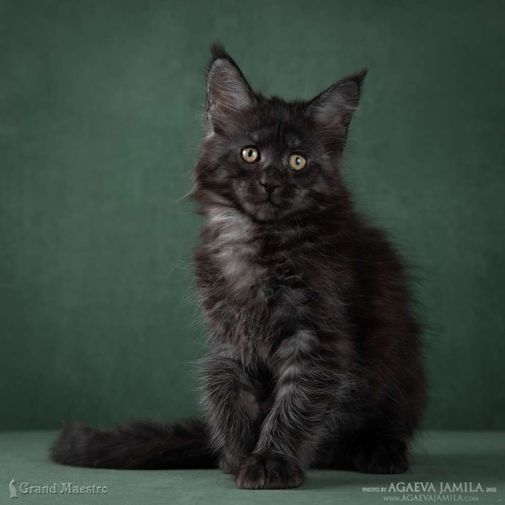 Стелла, 2 мес.