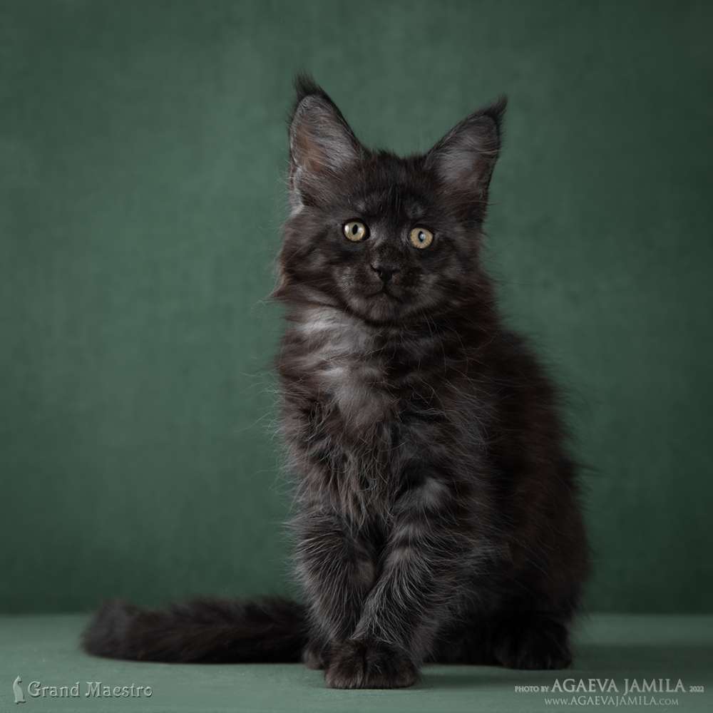 Стелла, 2 мес.