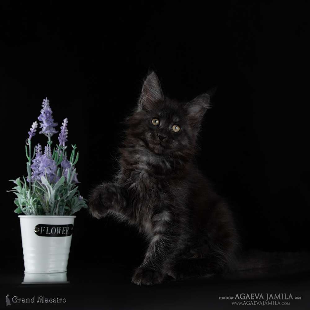 Стелла, 2 мес.