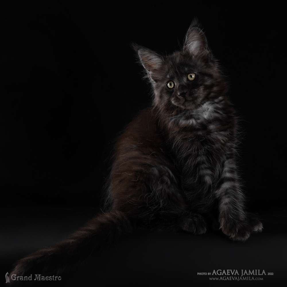 Стелла, 2 мес.