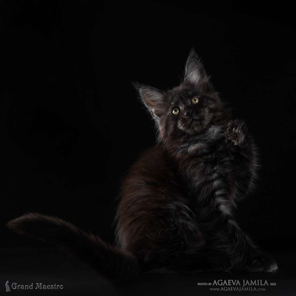Стелла, 2 мес.