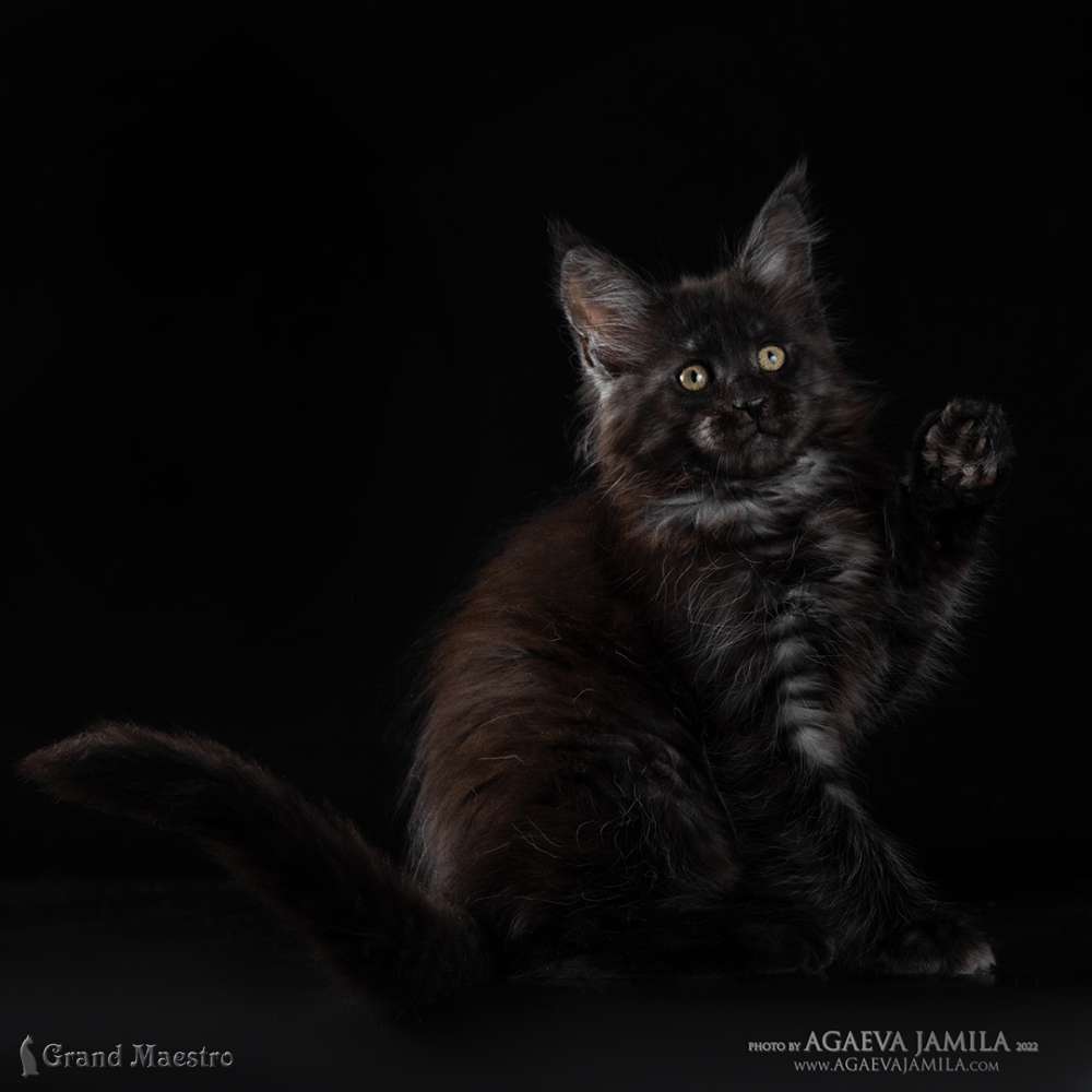 Стелла, 2 мес.