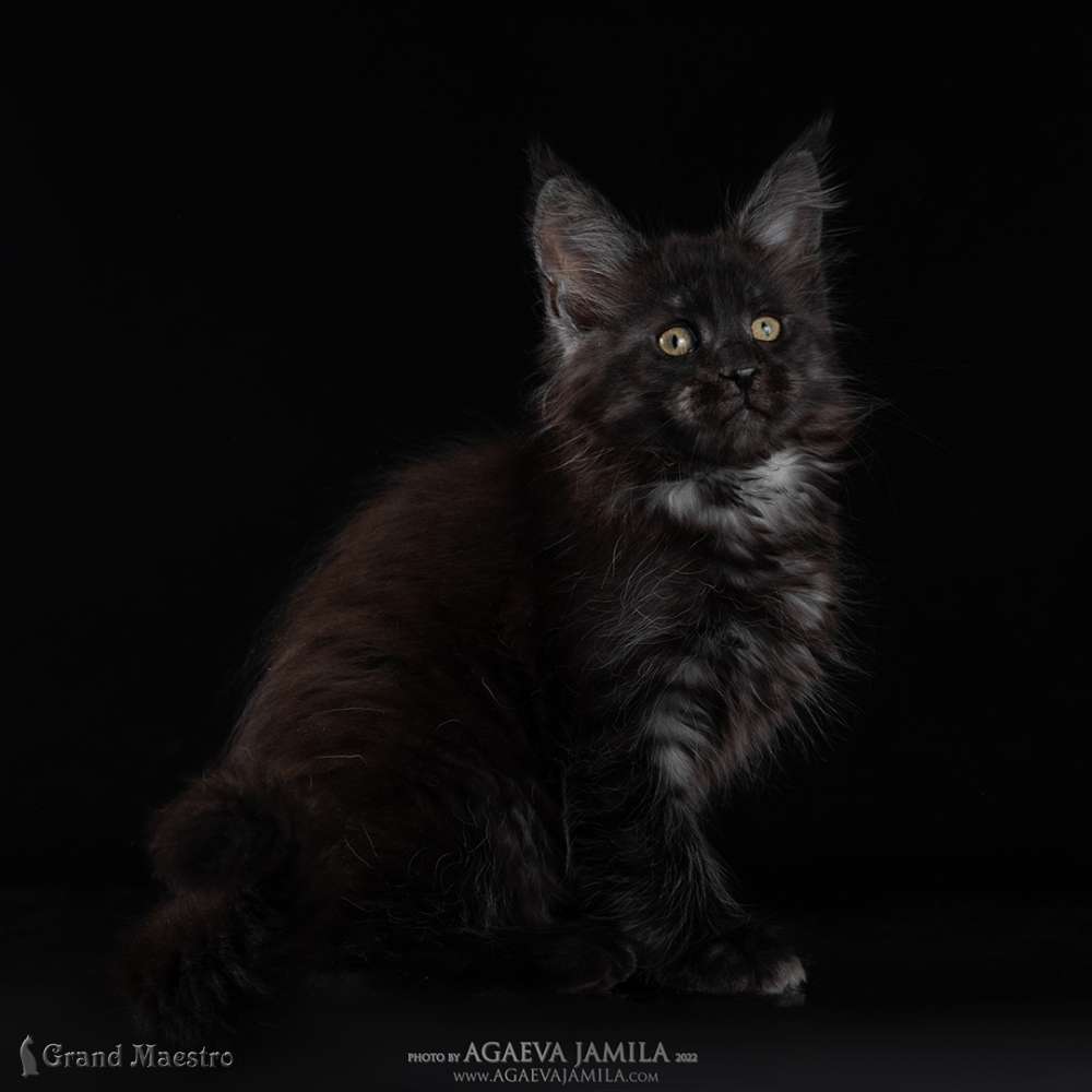 Стелла, 2 мес.