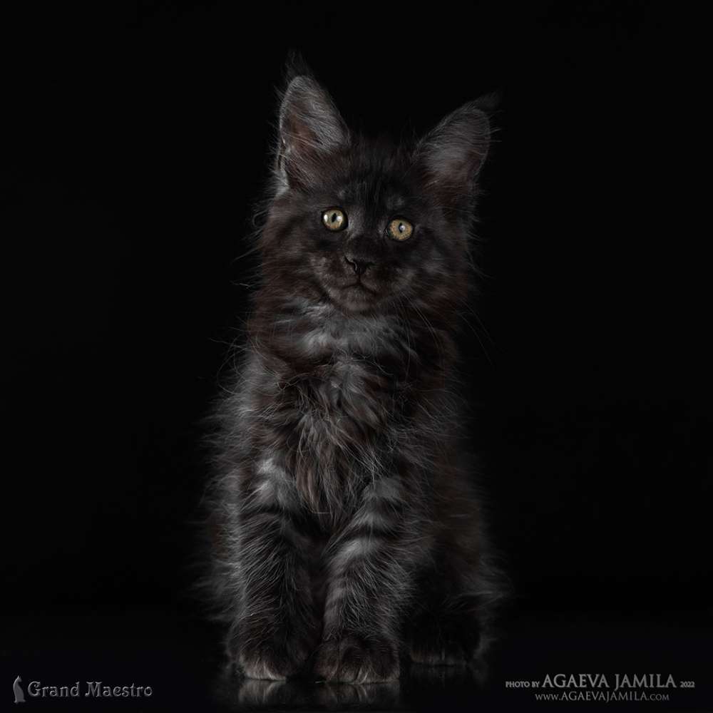 Стелла, 2 мес.