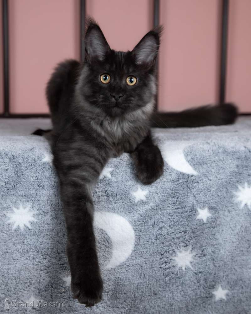 Стелла, 4.5 мес.