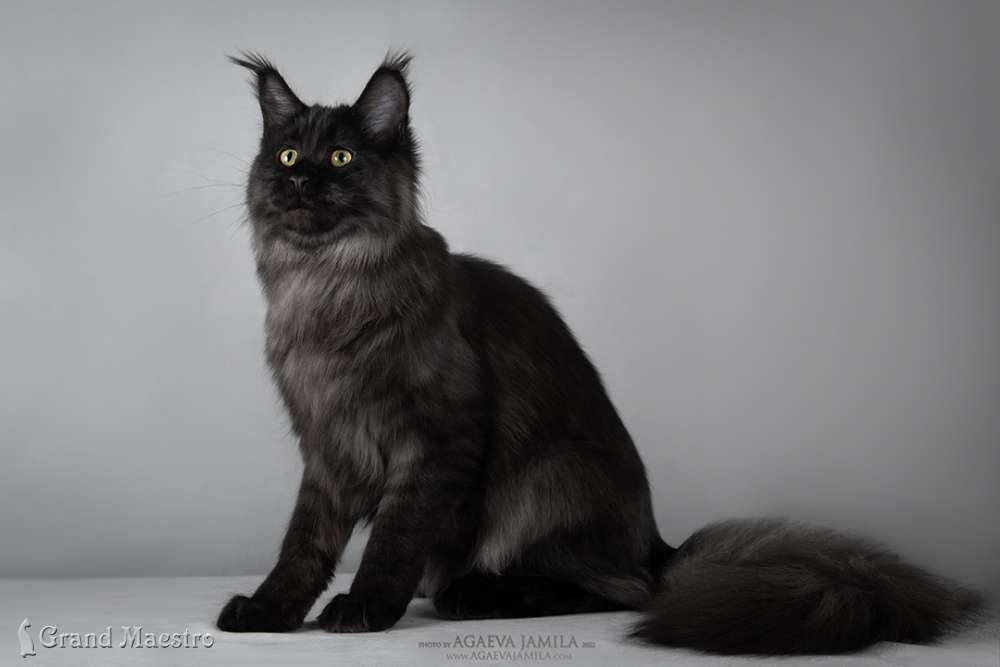 Стелла, 6 мес.