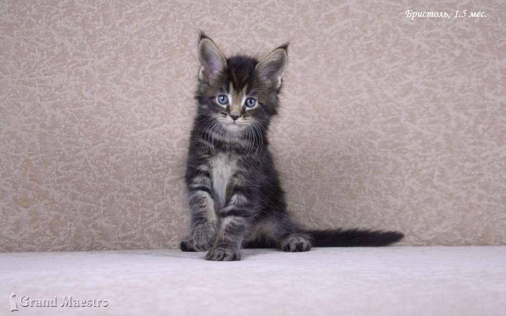 Бристоль, 1.5 мес.