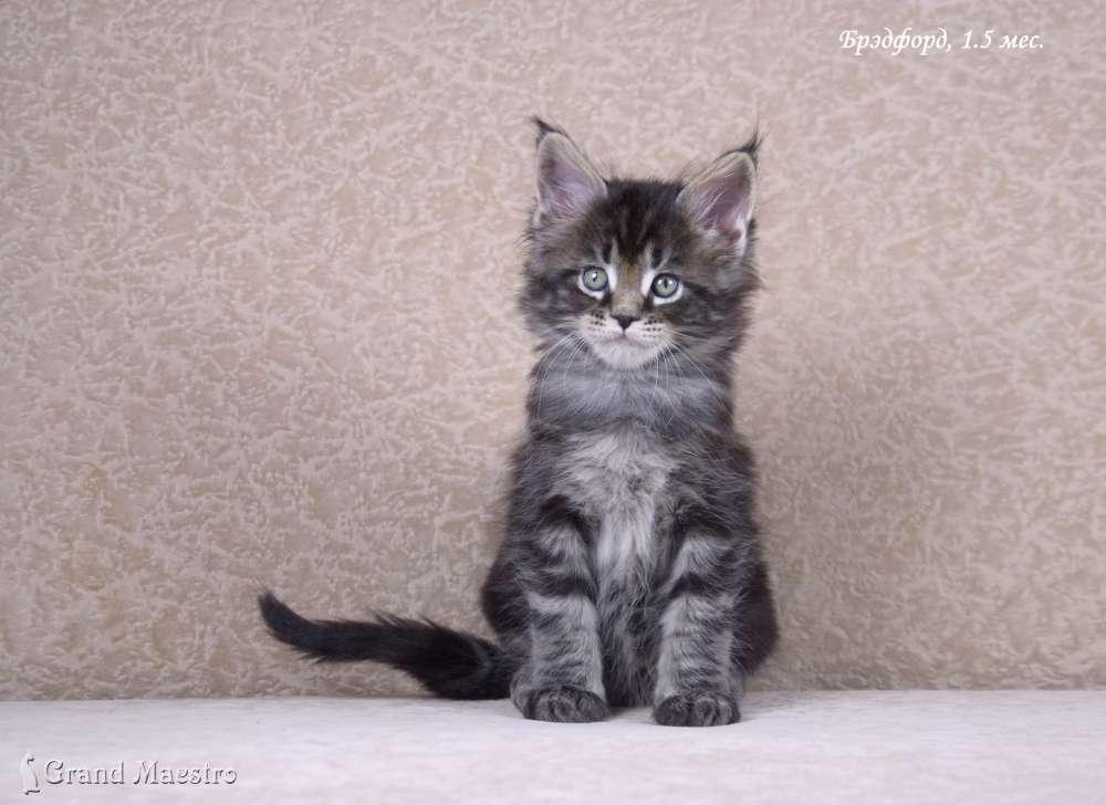 Брэдфорд, 1.5 мес.