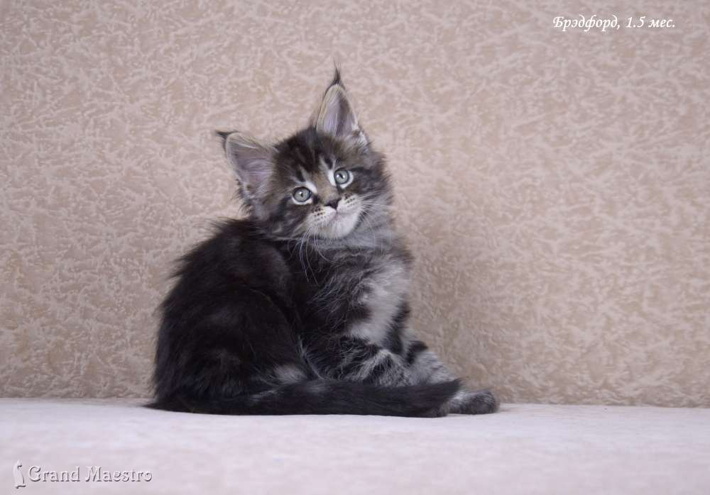 Брэдфорд, 1.5 мес.
