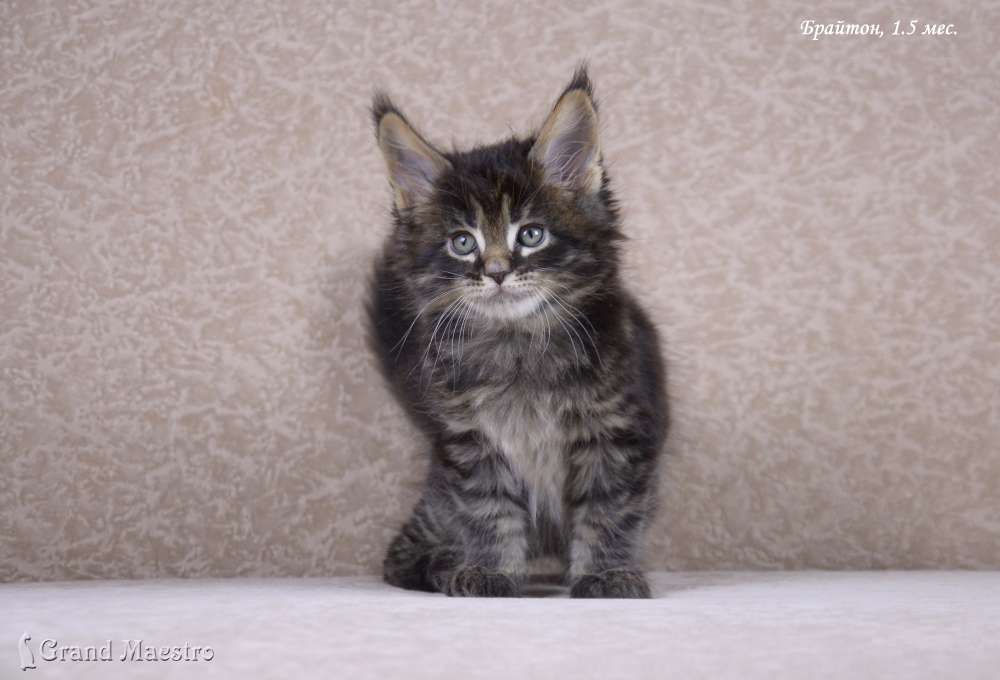Брайтон, 1.5 мес.