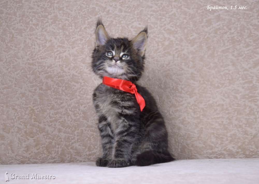 Брайтон, 1.5 мес.