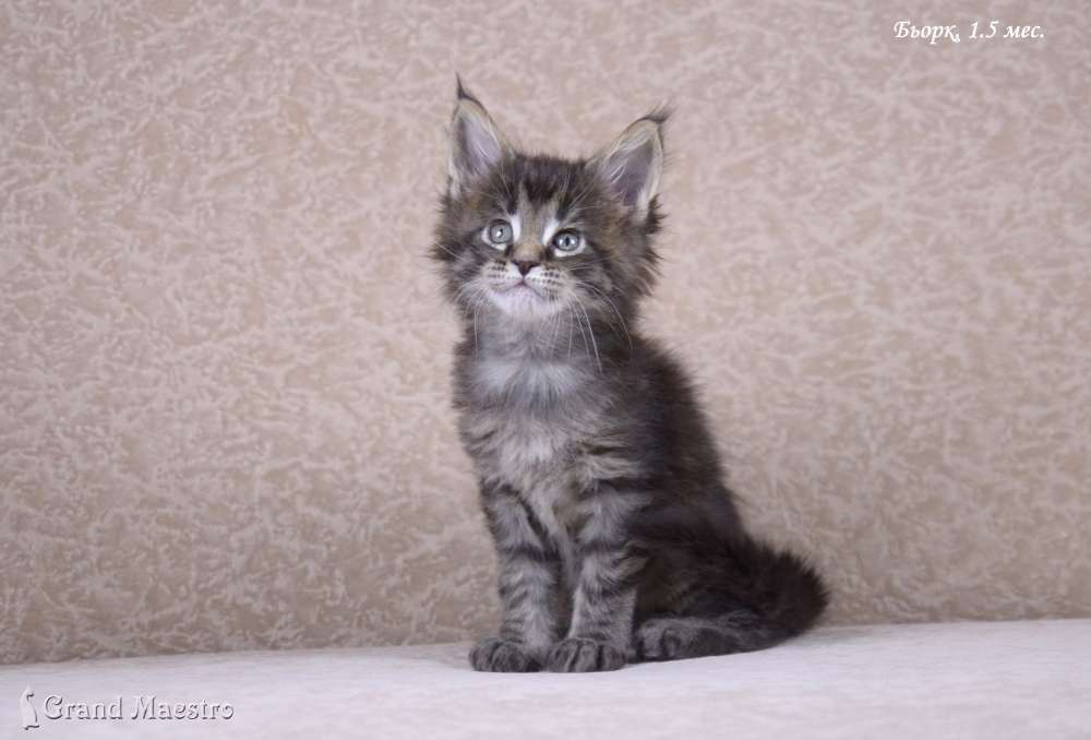 Бьорк, 1.5 мес.