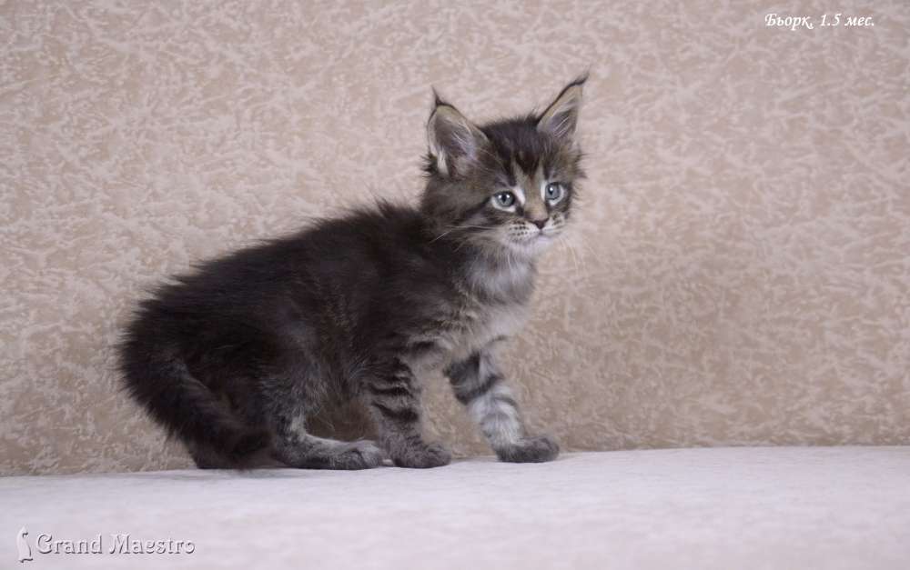 Бьорк, 1.5 мес.