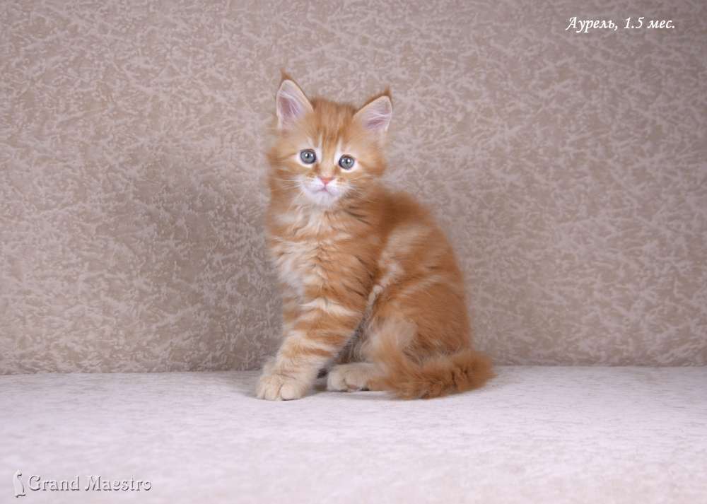 Аурель, 1.5 мес.