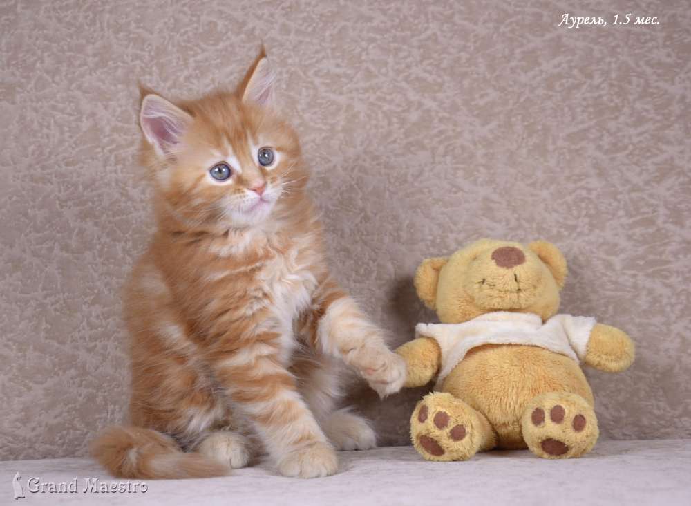 Аурель, 1.5 мес.