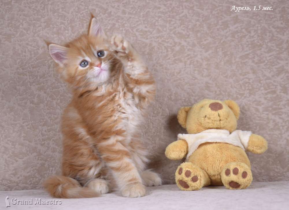 Аурель, 1.5 мес.