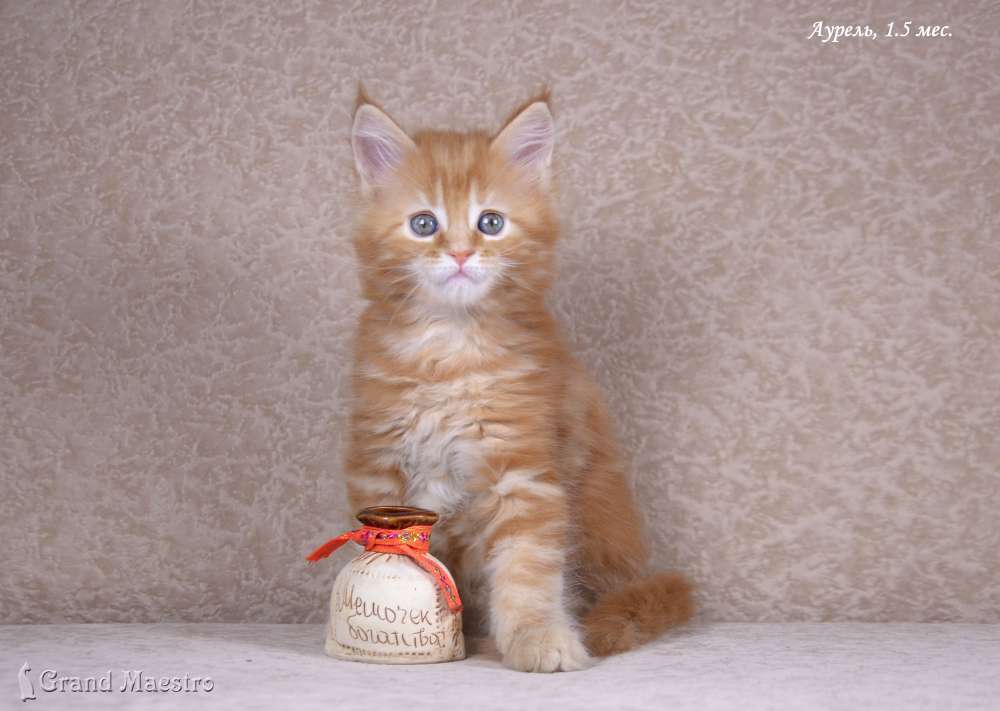 Аурель, 1.5 мес.