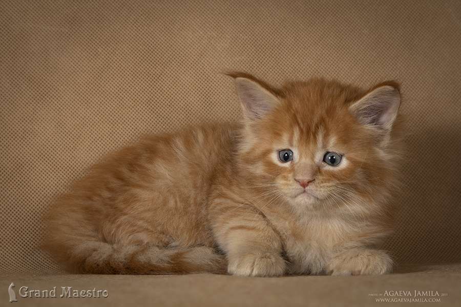Калиста, 1 мес.