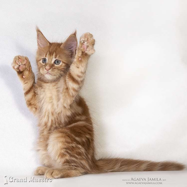 Кейтлин, 2 мес.