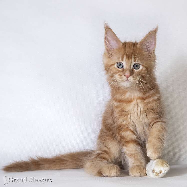 Кейтлин, 2 мес.