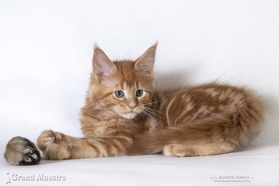 Кейтлин, 2 мес.
