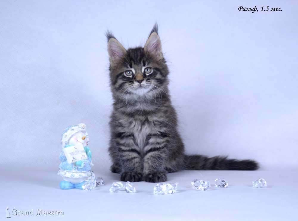 Ральф, 1.5 мес.