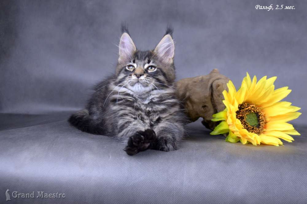Ральф, 2.5 мес. 
