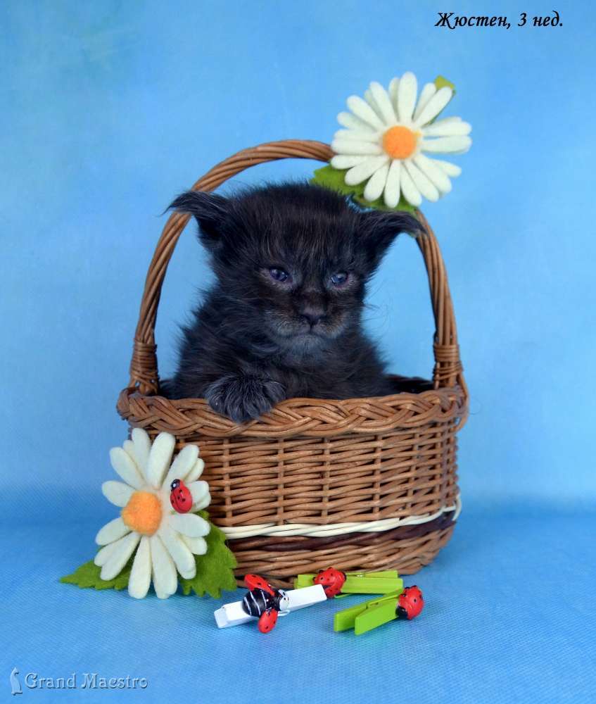 Жюстен, 3 нед.