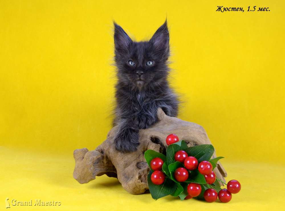 Жюстен, 1.5 мес.