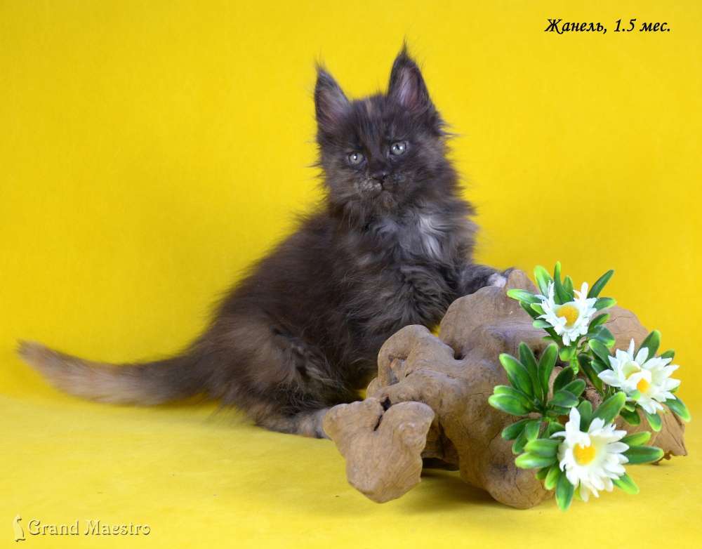 Жанель, 1.5 мес.