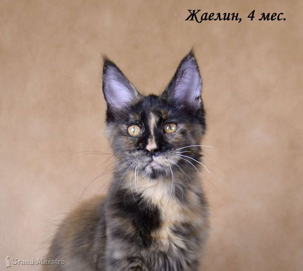 Жаелин, 4 мес.
